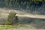 Image de la forêt du Haut Jura dans le brouillard