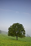Photographie d'un arbre solitaire dans un paysage rural