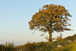 Photographie d'un arbre solitaire en automne