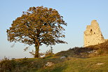 Photographie d'un arbre en automne près des ruines d'un vieux château