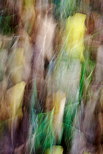 Image abstraite du sol de la forêt en automne