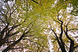 Photographie en contre plongée du ciel d'automne sous des branches de tilleuls