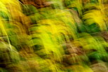 Photographie abstraite d'herbes d'automne