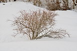 Image d'un arbuste dans un champ de neige