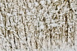 Photo abstraite d'arbustes et de branchages en hiver