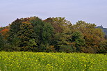 Photo d'un champ de colza devant un bosquet d'automne