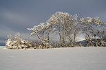 Image d'une haie sous la neige en Haute Savoie