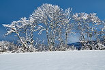 Image d'arbres enneigés sous le ciel bleu en Haute Savoie