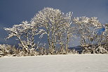 Photo d'arbres enneigés en Haute Savoie