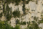 Photo d'épicéas sur les falaises des montagnes du Parc Naturel Régional du Haut Jura