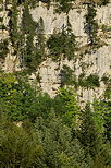 Image de forêt de montagne dans la vallée de la Valserine