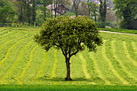 Photographie d'un arbre dans les champs autour de Sillingy en Haute Savoie