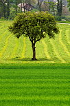 Photo d'un arbre dans les champs au printemps