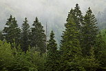 Photo of pine trees in the morning mist