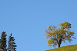 Photographie d'un arbre isolé sur fond de ciel bleu en automne