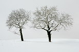 Photo de deux arbres sous la neige dans la campagne de Haute Savoie
