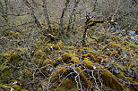 Photo de vieux arbres et de rochers recouverts par la mousse sur le lapiaz de Chaumont en Haute Savoie