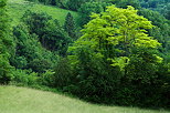 Image d'un paysage verdoyant au printemps dans la campagne de Haute Savoie