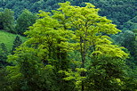 Photo d'arbres aux couleurs vert tendre du printemps