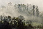 Photo of trees in the clearing fog of an autumn morning