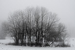 Photograph of a grove in the winter mist