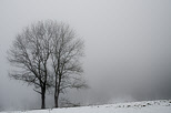 Picture of two trees in the winter fog