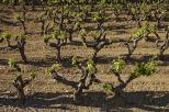 photo de vignes Massif des Maures