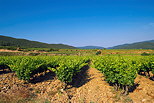 Photograph of the Provence vineyard under blue sky in Collobrieres
