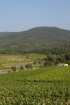 paysages de vignes dans le var provence