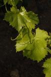 photo de feuilles de vignes