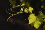 Image of vines leaves in Provence