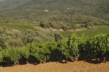vignes provence massif des maures