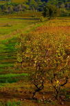 Photo d'un champ de vignes en automne