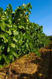 Image of Provence vineyard in Massif des Maures area