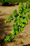 photo feuilles de vigne