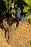 image de raisin sur un pied de vigne