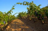 Picture of vines rows in Massif des Maures vineyard - Provence