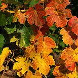 Photograph of colorful vines leaves in autumn
