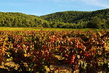 Photographie de vignes en automne - provence - massif des maures