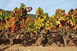 Photo de pieds de vignes en automne - Collobrieres - Massif des Maures