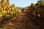 Photo de vignes avec des couleurs d'automne