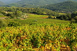Image of an autumn vineyard on Provence hills