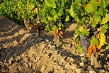 Photographie d'un rangée de vigne avec des grappes de raisins rouges