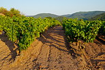 Photo d'un champ de vignes dans le Massif des Maures