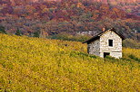 Picture of an old stone cabin in the autumn vineyard. France, Savoie department