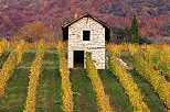 Image de l'automne dans le vignoble de Chautagne en Savoie
