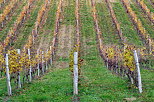 Image de rangées de vigne en automne dans le vignoble de Chautagne