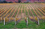 Photo of the vineyard in autumn, Chautagne