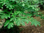 photo de feuilles de châtaignier