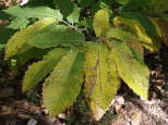photo de feuilles de chtaignier massif des maures